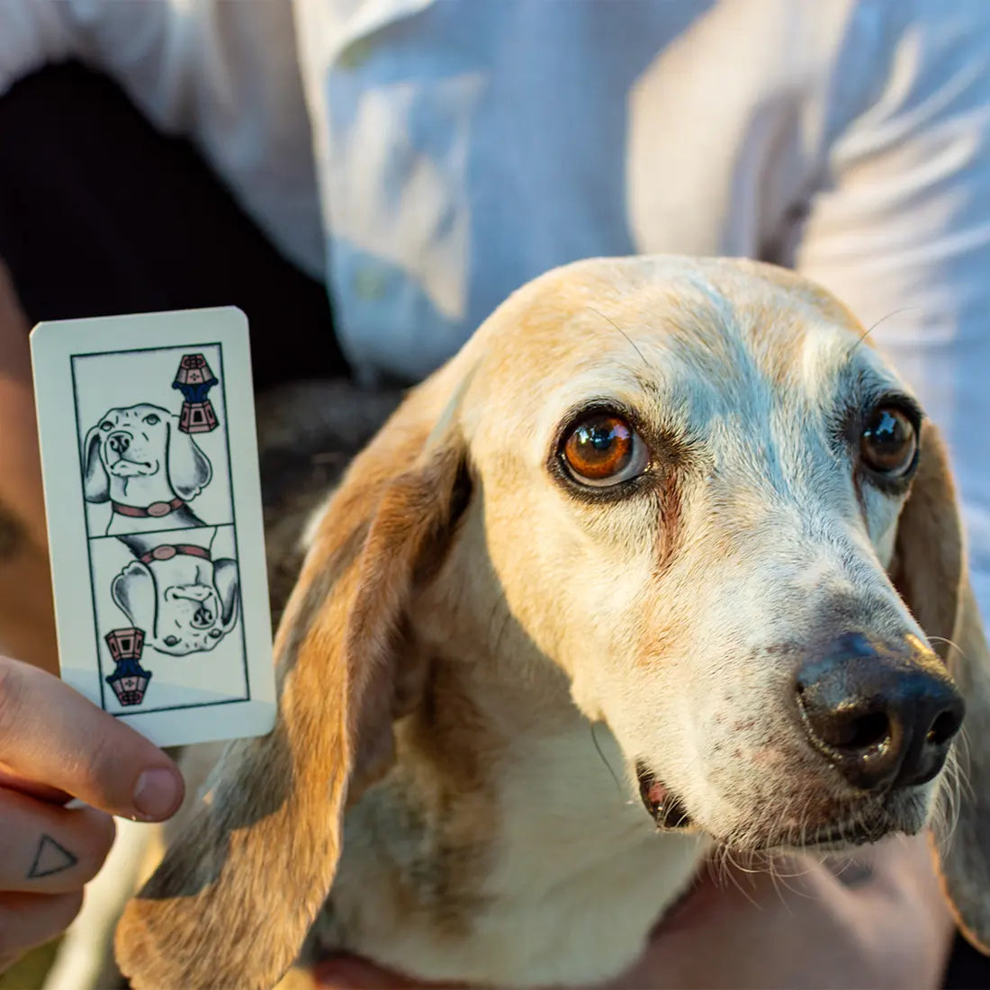 un cane annusa una carta illustrata a mano
